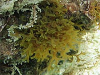 Dictyotaceae
